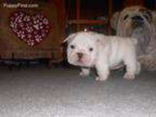 Bulldog Puppy for sale in Deputy, IN, USA