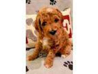 Goldendoodle Puppy for sale in Oxford, MI, USA