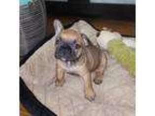 French Bulldog Puppy for sale in Ridgefield, NJ, USA