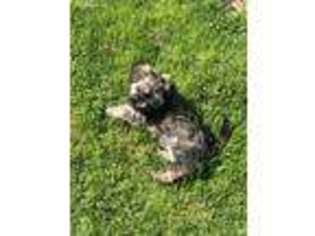 Havanese Puppy for sale in Dorchester, WI, USA