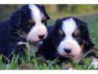 Bernese Mountain Dog Puppy for sale in CLAREMONT, NH, USA