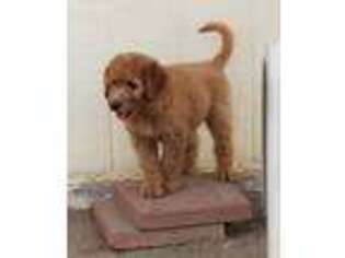 Goldendoodle Puppy for sale in Wildomar, CA, USA