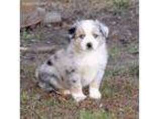 Miniature Australian Shepherd Puppy for sale in Plummer, ID, USA