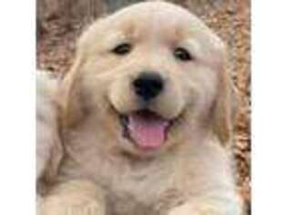 Golden Retriever Puppy for sale in Defiance, MO, USA