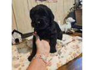 Mutt Puppy for sale in Hephzibah, GA, USA