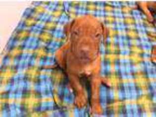 Rhodesian Ridgeback Puppy for sale in Manning, SC, USA
