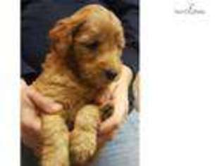 Goldendoodle Puppy for sale in Buffalo, NY, USA