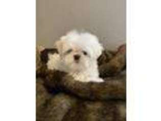Maltese Puppy for sale in Monett, MO, USA