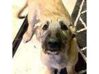 Irish Wolfhound Puppy for sale in Firth, NE, USA