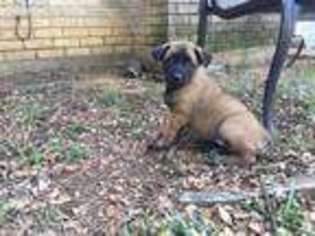 Belgian Malinois Puppy for sale in Arlington, TX, USA