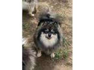 Pomeranian Puppy for sale in Maben, MS, USA