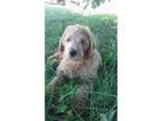 Labradoodle Puppy for sale in Birnamwood, WI, USA