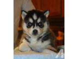 Siberian Husky Puppy for sale in RAMONA, CA, USA