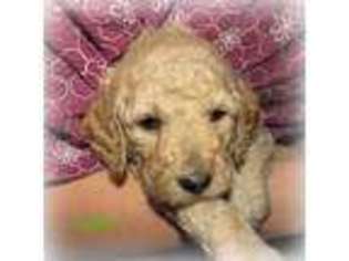 Goldendoodle Puppy for sale in Romulus, NY, USA