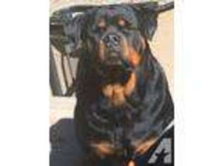 Rottweiler Puppy for sale in FORT BRAGG, CA, USA