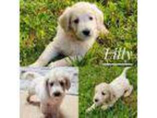 Goldendoodle Puppy for sale in Nickelsville, VA, USA
