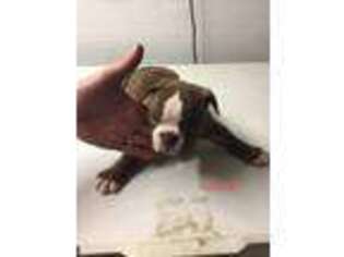 Alapaha Blue Blood Bulldog Puppy for sale in Huntington, WV, USA