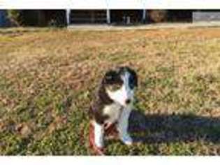 Border Collie Puppy for sale in Chattanooga, TN, USA