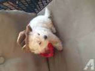 Maltese Puppy for sale in ASHTON, MD, USA