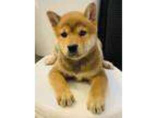 Shiba Inu Puppy for sale in Ben Wheeler, TX, USA