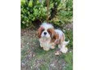 Cavalier King Charles Spaniel Puppy for sale in Temecula, CA, USA