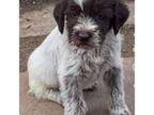 Wirehaired Pointing Griffon Puppy for sale in Julesburg, CO, USA