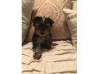 Yorkshire Terrier Puppy for sale in Clifton, TN, USA