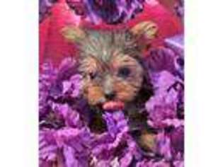 Yorkshire Terrier Puppy for sale in Huntsville, AL, USA