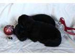 Labrador Retriever Puppy for sale in Running Springs, CA, USA
