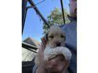 Goldendoodle Puppy for sale in Atchison, KS, USA