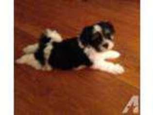 Havanese Puppy for sale in GLENDON, NC, USA