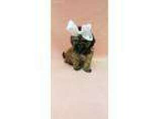 Mutt Puppy for sale in Phillipsburg, MO, USA