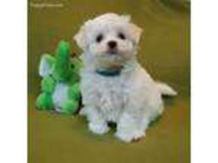 Maltese Puppy for sale in Monroeville, PA, USA