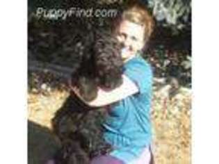 Goldendoodle Puppy for sale in Eckert, CO, USA