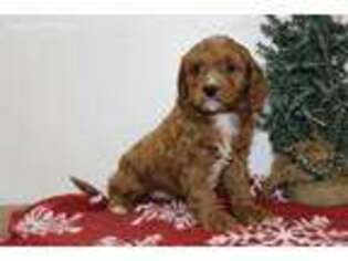Cavapoo Puppy for sale in Rochester, IN, USA