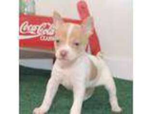 Rat Terrier Puppy for sale in Garland, TX, USA
