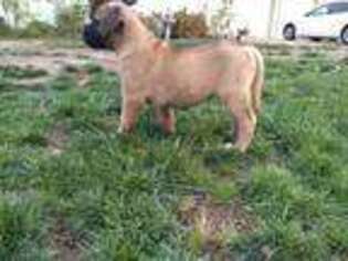 Bullmastiff Puppy for sale in Lodi, CA, USA