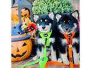 Basset Hound Puppy for sale in Greenville, SC, USA