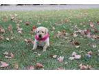 Labrador Retriever Puppy for sale in Marceline, MO, USA