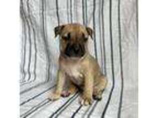 American Staffordshire Terrier Puppy for sale in Elgin, AZ, USA