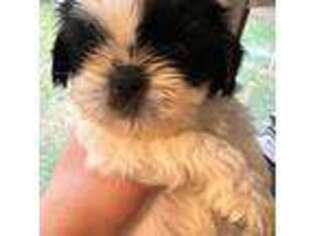 Mutt Puppy for sale in Warrenton, VA, USA