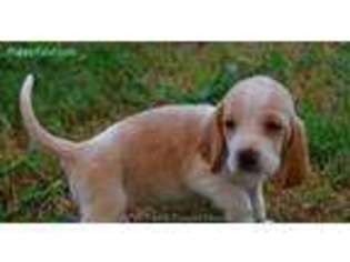 Basset Hound Puppy for sale in Raleigh, NC, USA