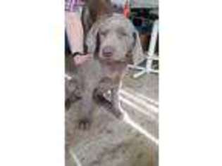Weimaraner Puppy for sale in Brigham City, UT, USA