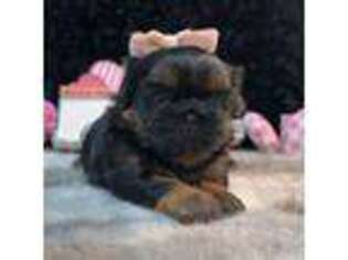 Mutt Puppy for sale in Mount Vernon, WA, USA
