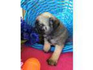 Pug Puppy for sale in Salina, OK, USA