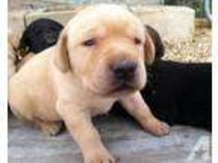 Labrador Retriever Puppy for sale in DE KALB, TX, USA