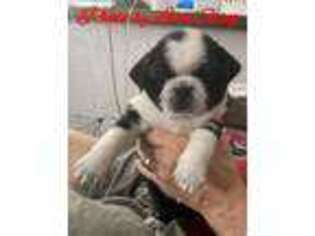 Pug Puppy for sale in Port Charlotte, FL, USA