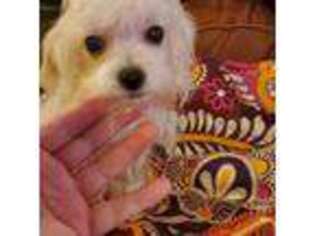 Maltese Puppy for sale in Newton, MA, USA