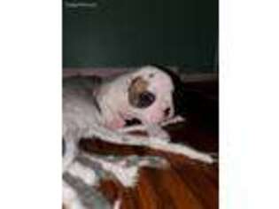 French Bulldog Puppy for sale in Westland, MI, USA