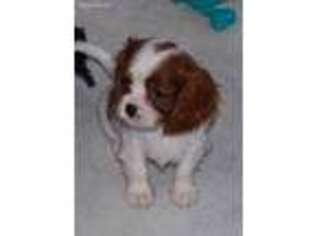 Cavalier King Charles Spaniel Puppy for sale in Colman, SD, USA